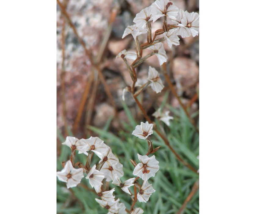 Prickly Thrift